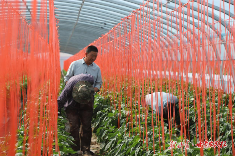 凉州区：辣椒飘香 产业兴旺