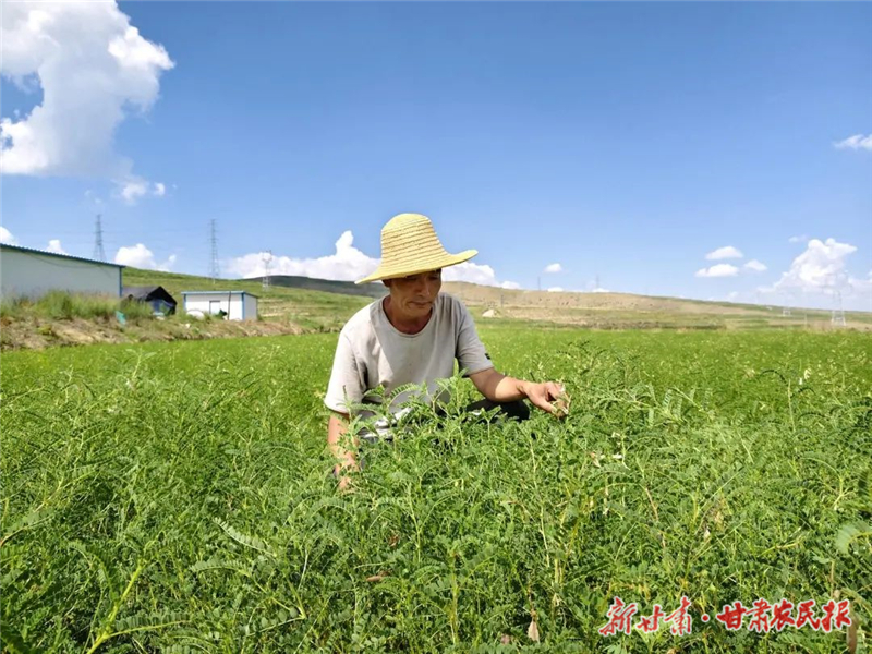 古浪：田间药材管护忙 致富路上“药”飘香