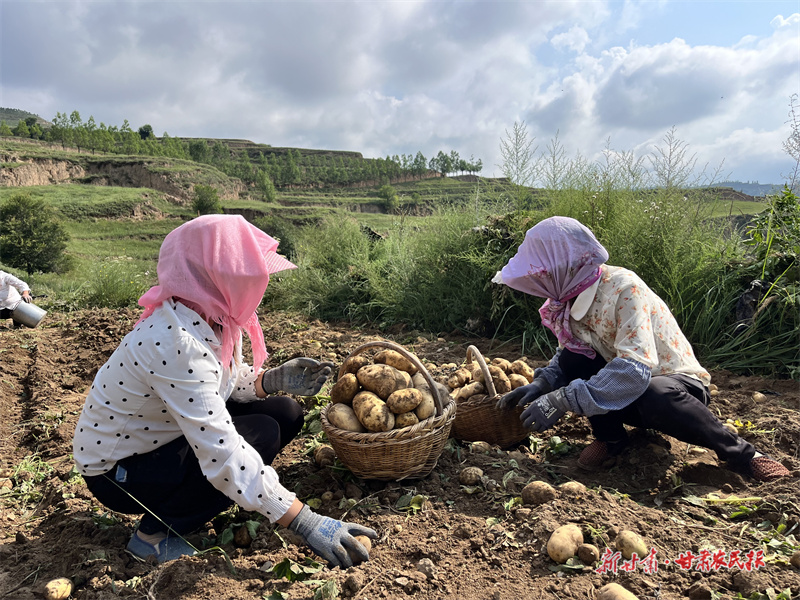 庄浪：科技赋能“土疙瘩”变“金蛋蛋”