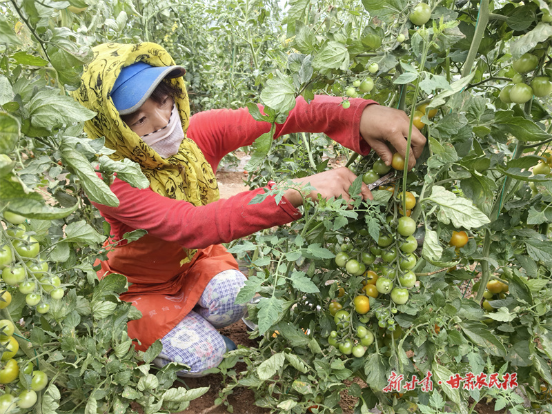 灵台：圣女果结出“致富金果”