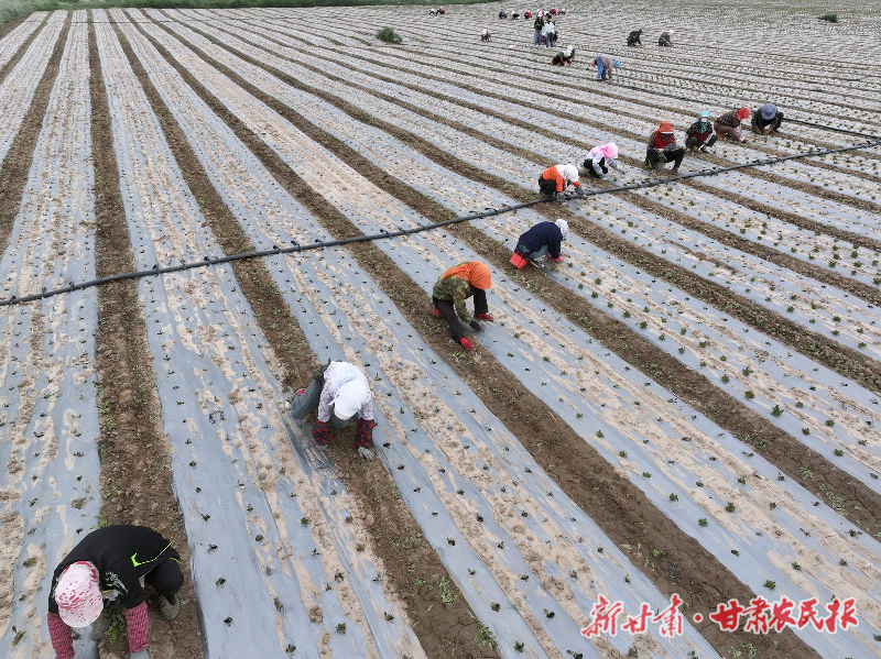 古浪：沃野“再生金” 轮作复种解锁土地增效密码