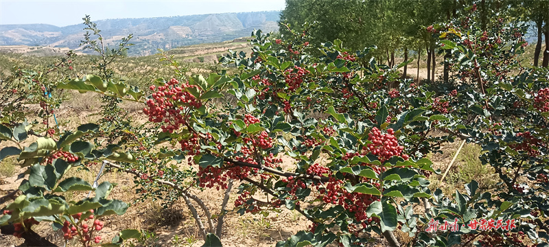 一颗花椒的产业振兴之路