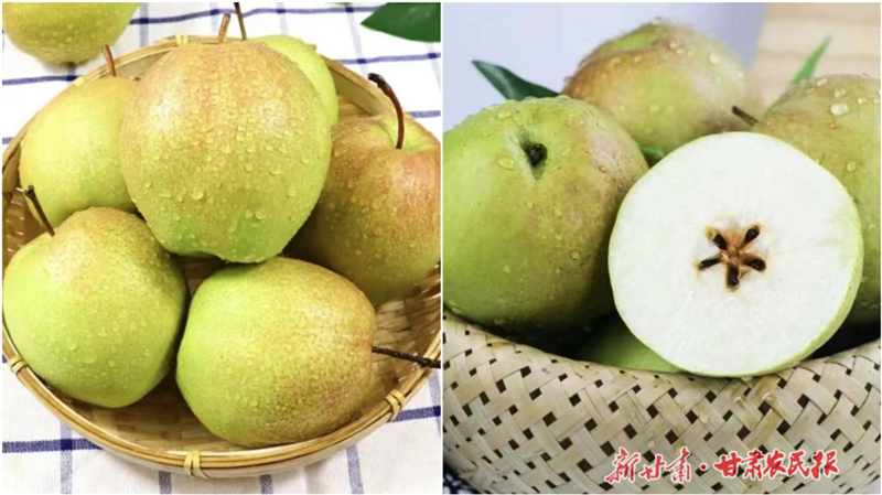好消息！金昌玉露香梨入选全国名特优新农产品名录