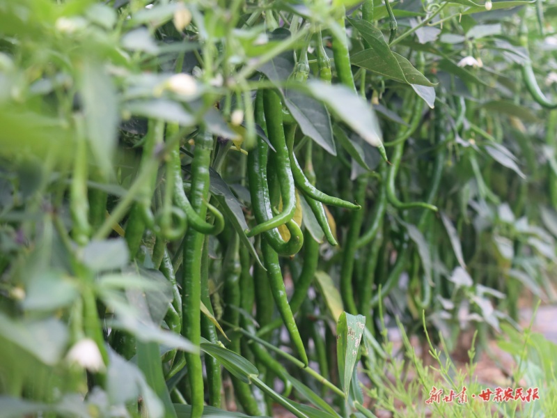 清水 辣椒长势旺 产业促振兴