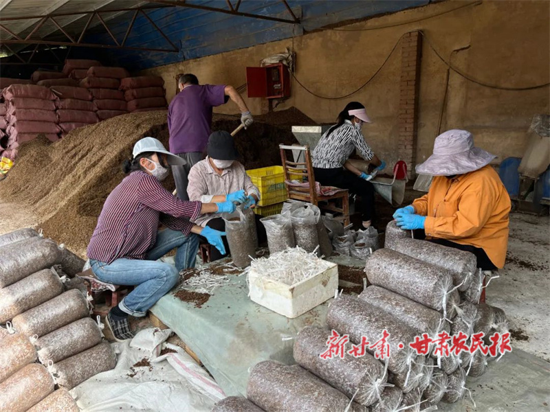 华亭：蘑菇棚里的“就业岗”