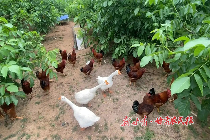 华亭：“特色兴农”奔富路