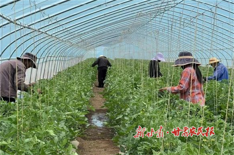 华亭：全链赋能“菜篮子”释放大效益