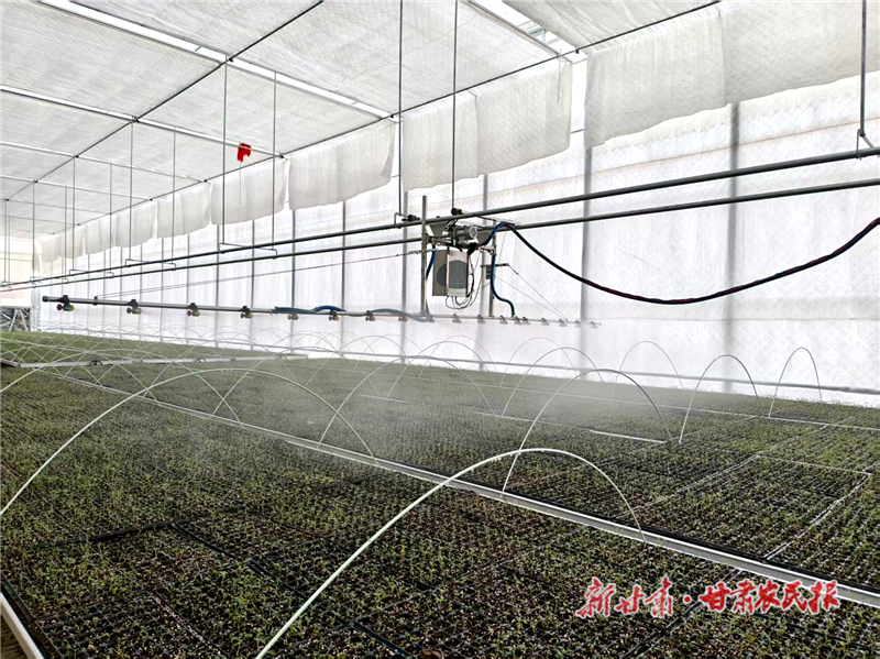 “苗”准致富增收路 “育”出产业新希望——民勤县重兴镇上案村育苗中心圆满完成首批次育苗任务