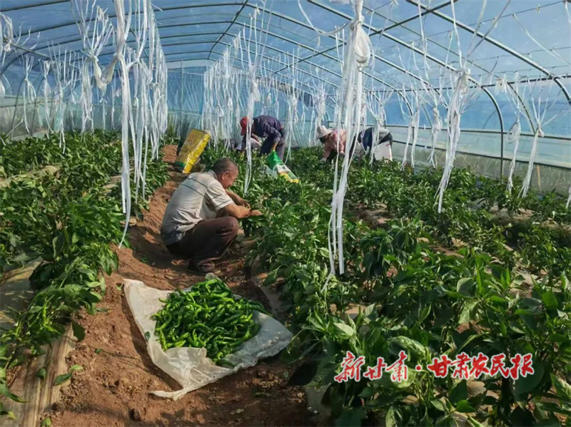 华亭：螺丝椒丰收采摘忙