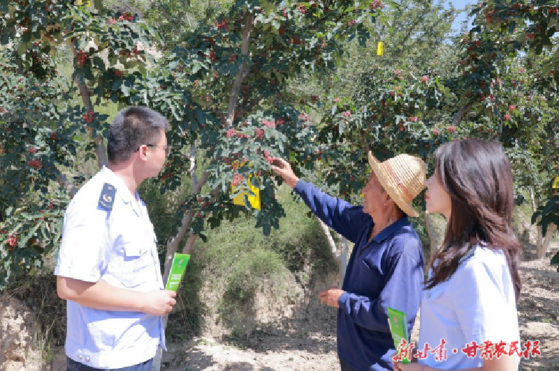 临夏： 税润“椒”香浸满山