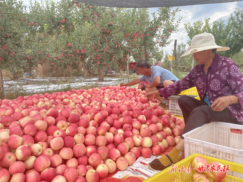 泾川：早熟苹果为乡村振兴添动力