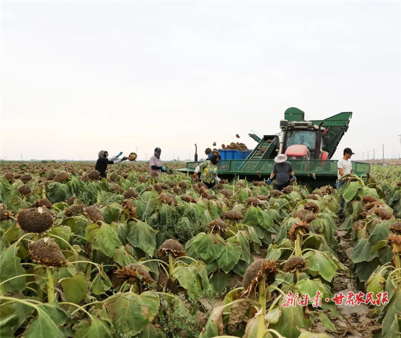 民勤：万亩葵花奏响“丰收曲”