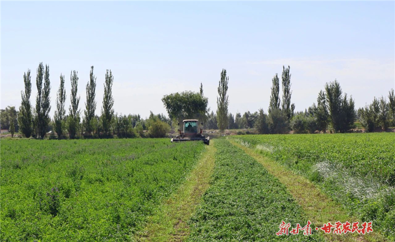 机器轰鸣抢收忙！金川区500余亩紫花苜蓿开镰收割