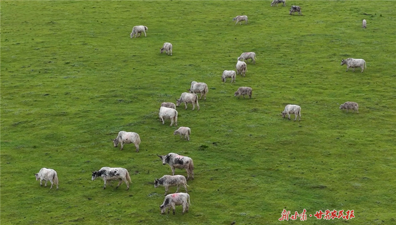 “天祝白牦牛”获国家地理标志保护