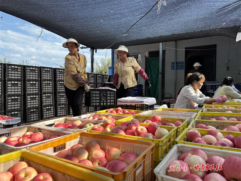灵台：早熟苹果俏市场