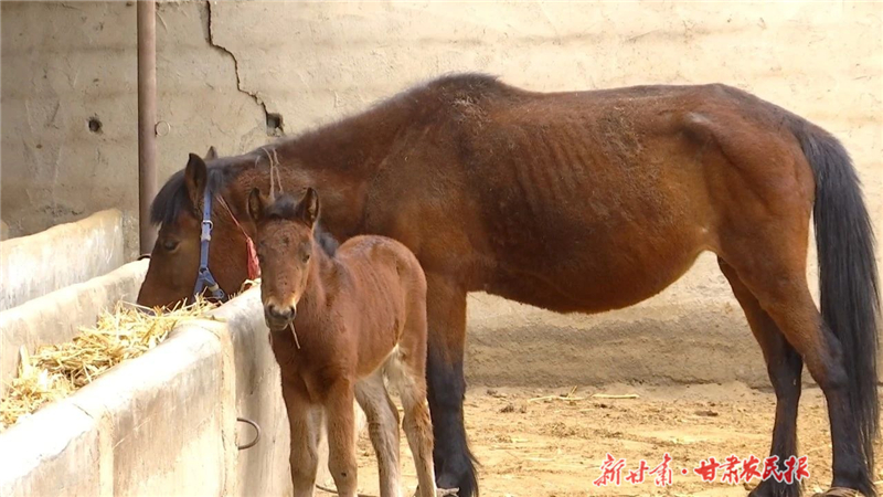 天祝岔口驿马：千年古骏踏出富民新途