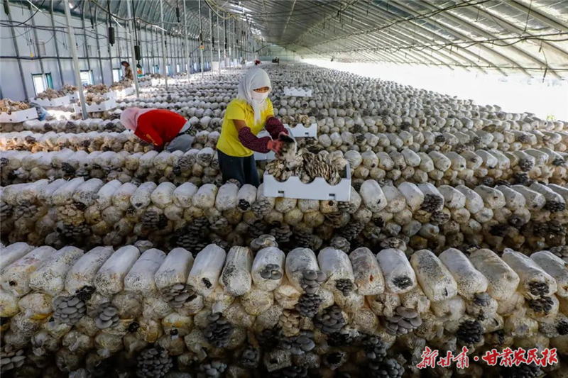 【图片新闻】古浪：平菇大棚结出“致富菇”