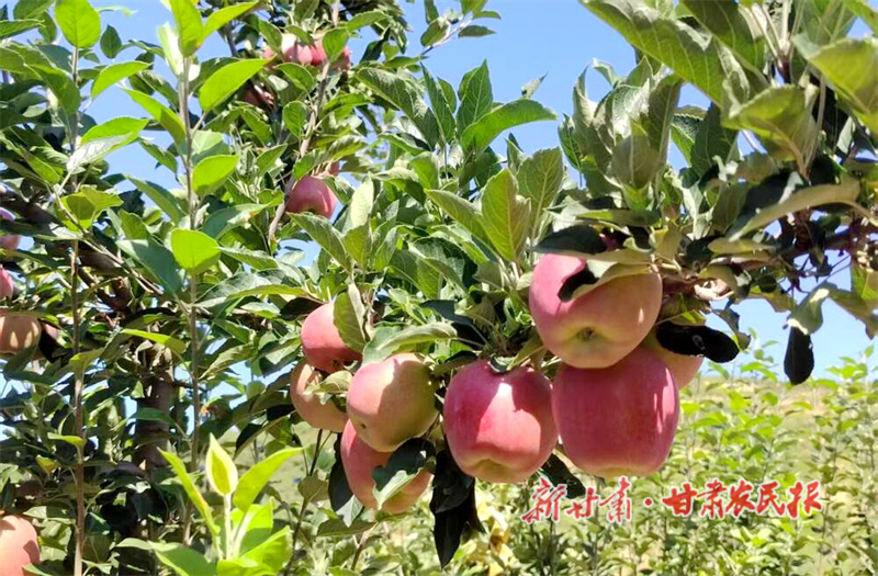 华亭：红富士 “绘” 就乡村甜蜜图景