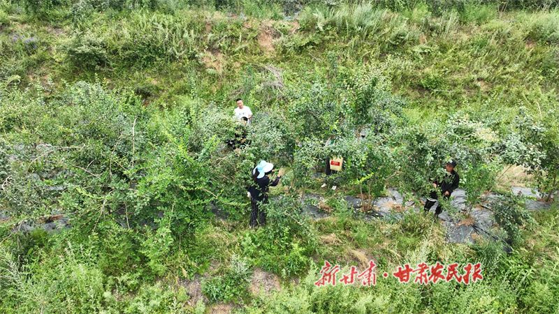 秦州连翘“翘”动产业振兴新图景