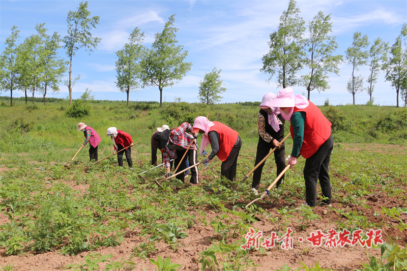 华亭：阵阵药香富农家