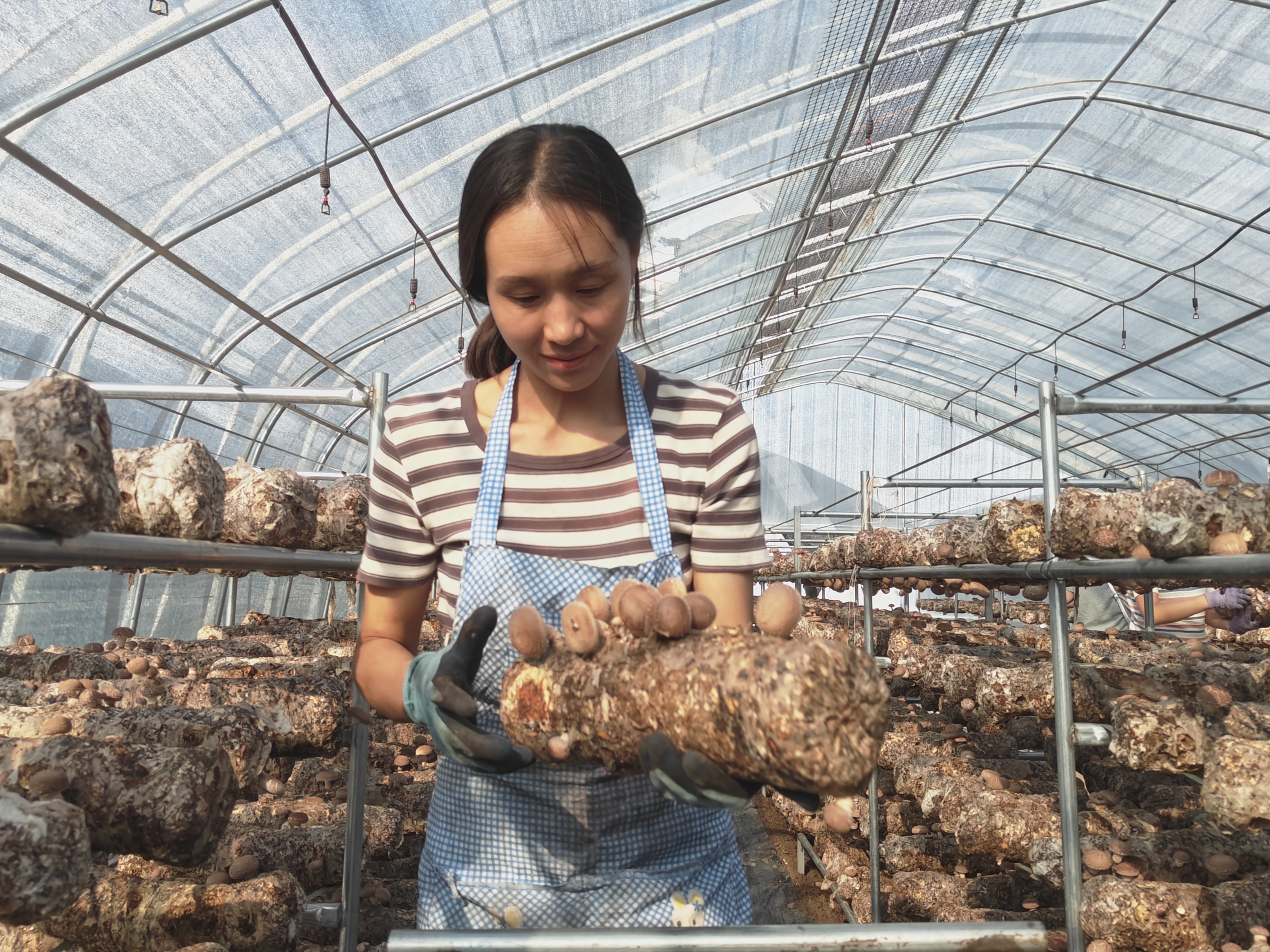 菌棒“生金”记