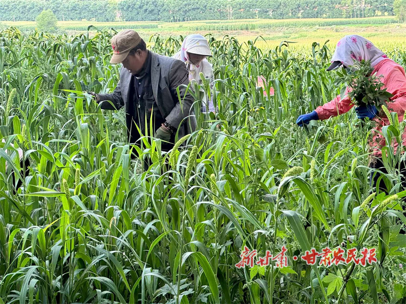 华亭：药粮轮作 稻谷飘香