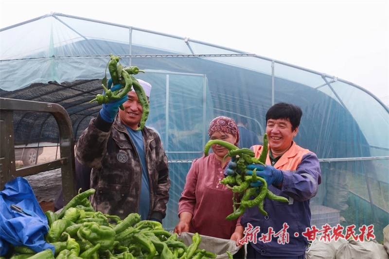 华亭：沃土“蔬”写振兴卷 全链生“金”产业旺