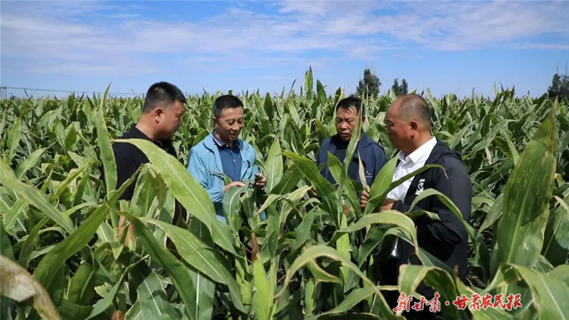 农技员田间支招 无人机高效“飞防” 金昌秋粮田管很省心
