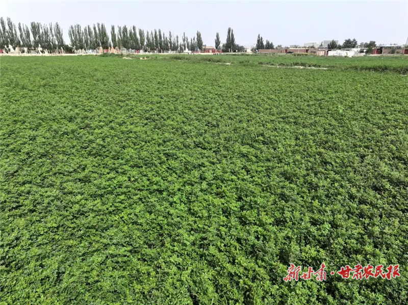 民勤：千亩甘草铺就“节水增收”新路径