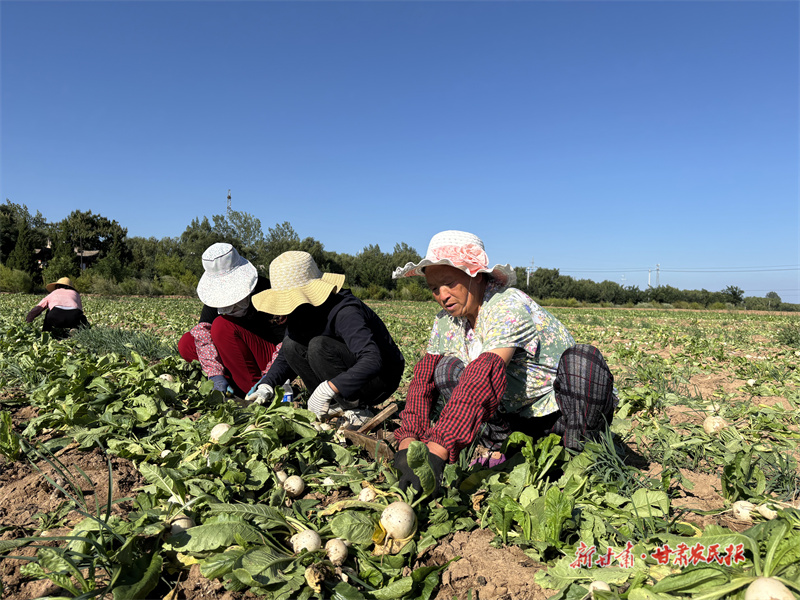 【组图】灵台：秋日萝卜丰收忙