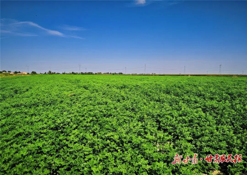 古浪：药材地里管护忙 致富路上药飘香