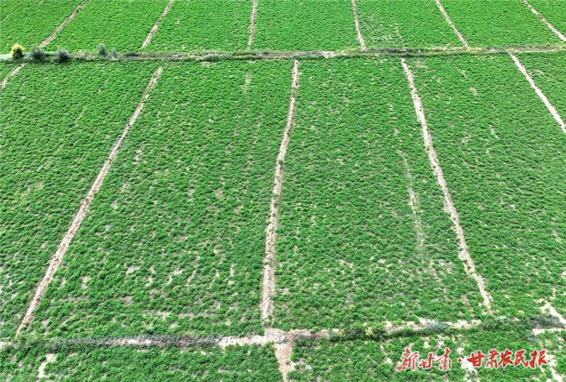 种特色牧草促增收