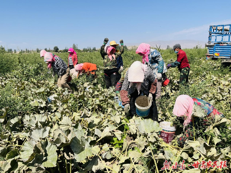 软糯香甜！凉州区韩佐镇贝贝南瓜喜迎丰收