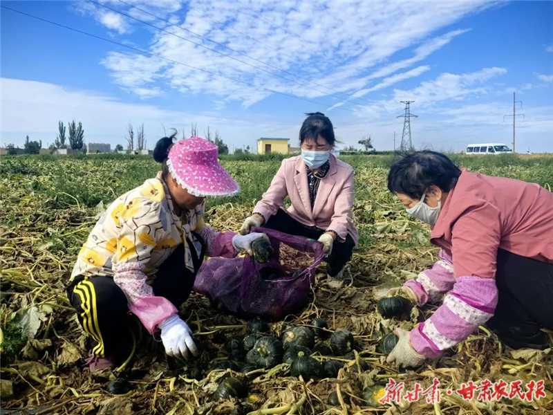 民勤：贝贝南瓜喜获丰收