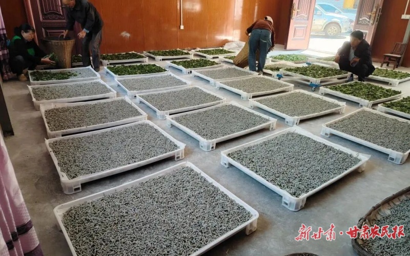 康县云台镇:“问效云台”激活“金链条”