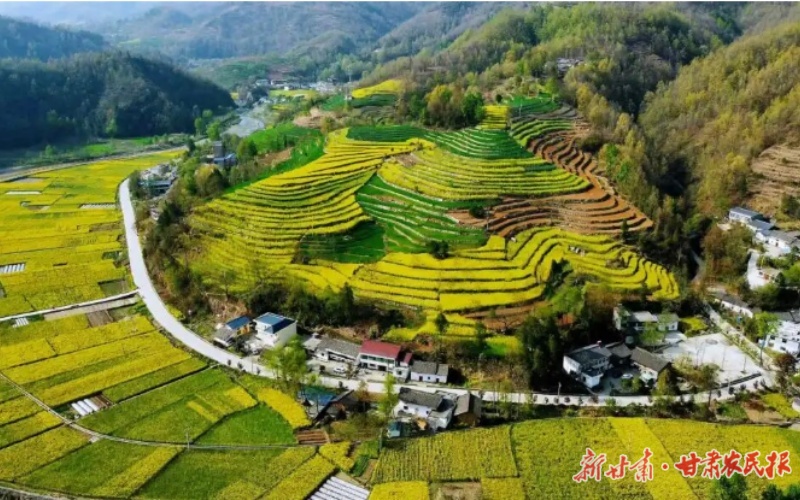 康县大南峪镇:“党建+”激活乡村振兴新动能