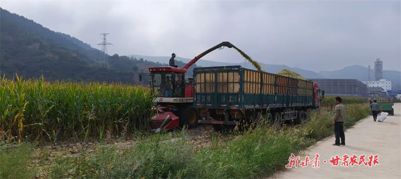 华亭:玉米青贮忙 备足“冬口粮”