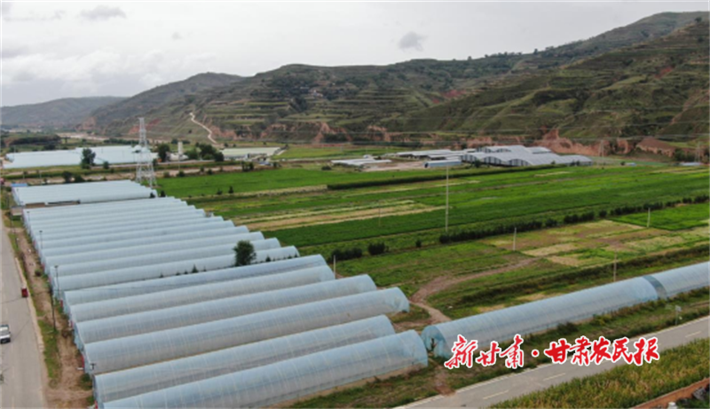 渭源县:“大棚+大田”双轨并行,绘就高原夏菜致富画卷