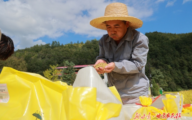 康县:水稻成熟收割忙