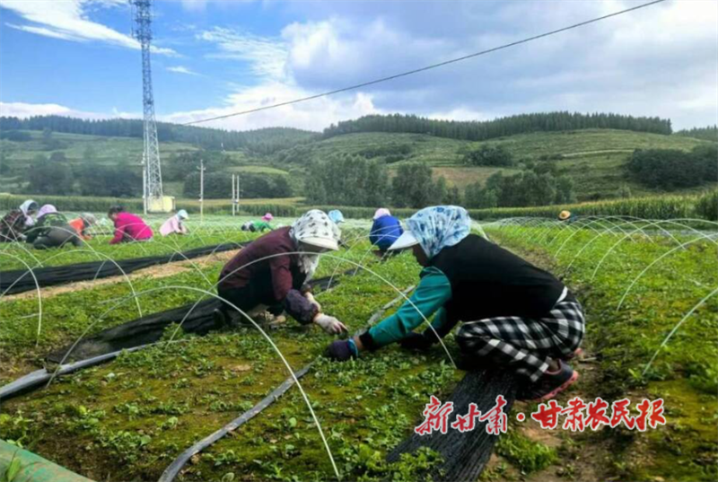 华亭:关山脚下育珍品 乡村振兴添活力