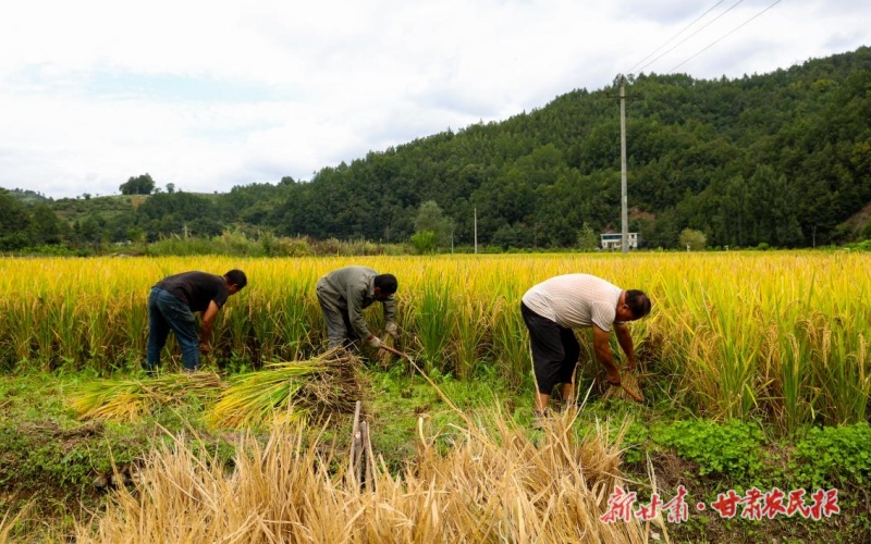 康县大南峪镇:党建引领 多元产业遍地开花