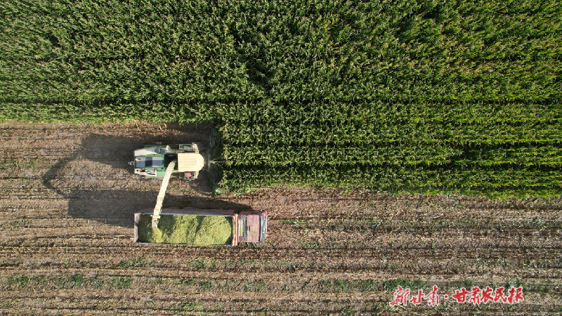 千亩青贮玉米迎丰收