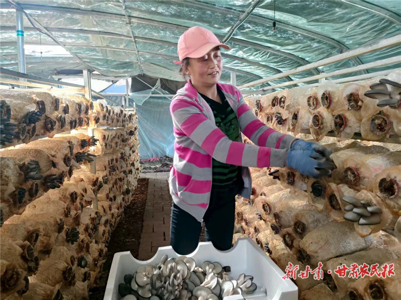 天祝县:食用菌产业拓开致富新路径