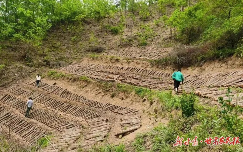 康县迷坝乡:党建链上兴产业,“绿海生金”富农家