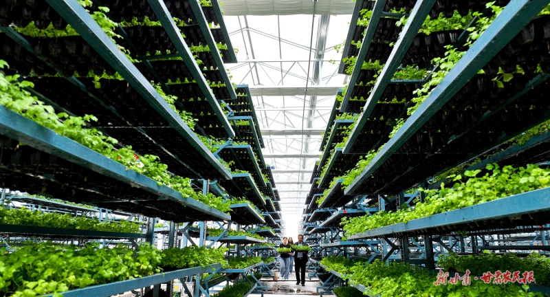 临泽智能玻璃日光温室