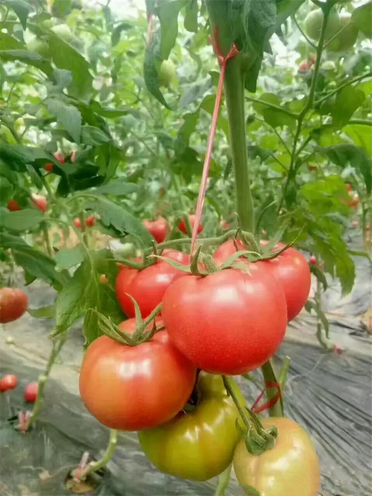 番茄晚疫病须提前预防