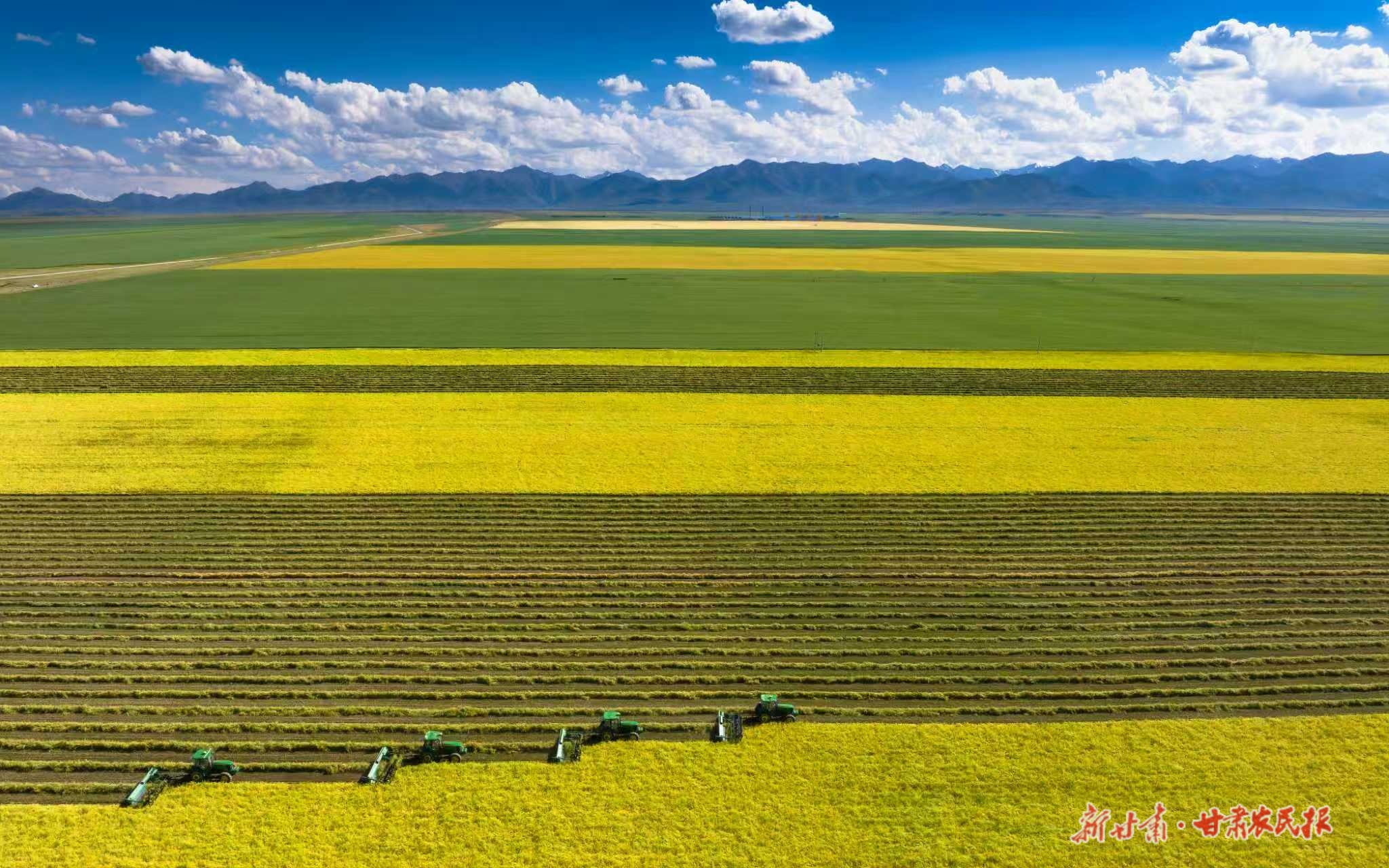 绿野新途 牧歌再起——山丹草原畜牧业转型升级绘出乡村振兴新画卷
