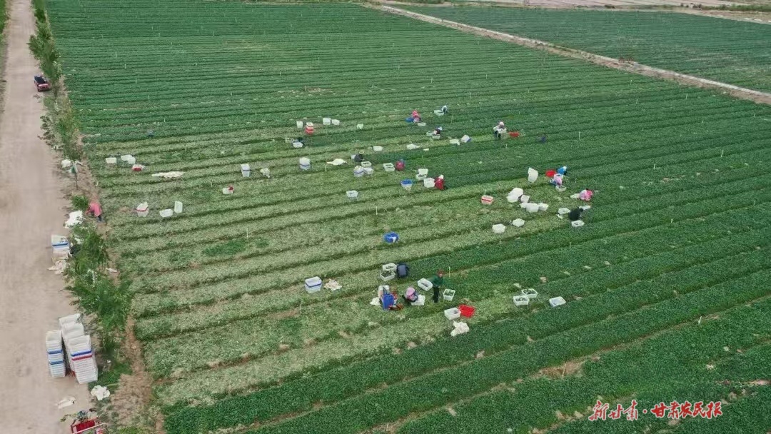 沙漠腹地的“生态经济”
