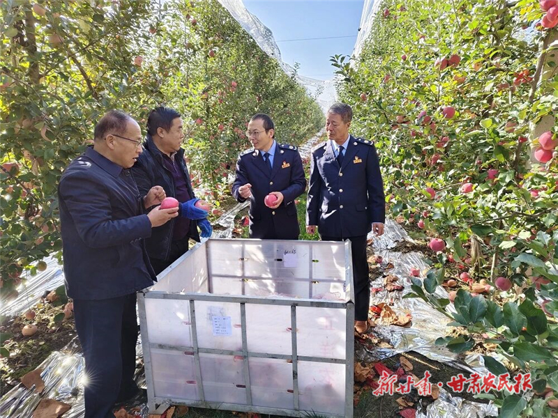 庆阳：税惠赋能助力“小苹果”结出“大产业”