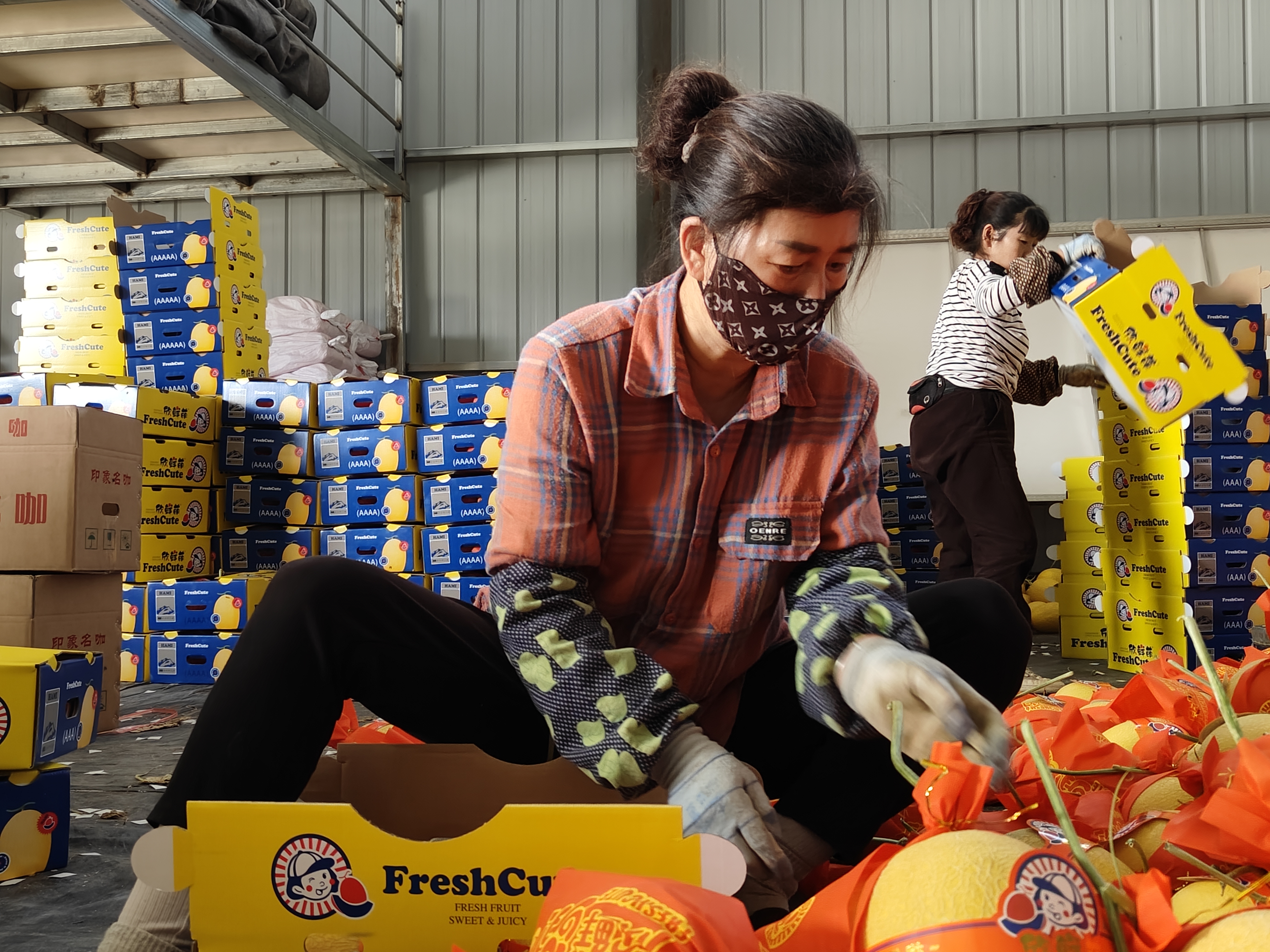 戈壁滩上长出“黄金瓜”